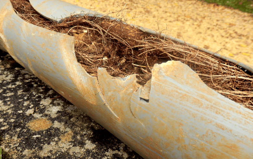 tree root intrusion tree root intrusion